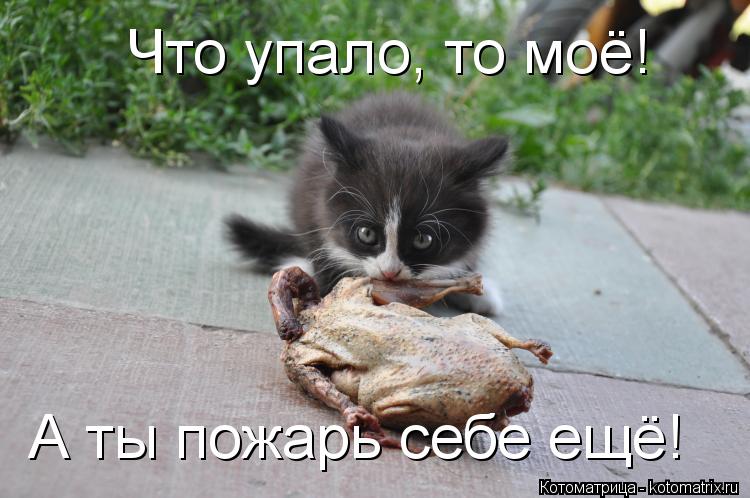 Котоматрица: Что упало, то моё! А ты пожарь себе ещё!