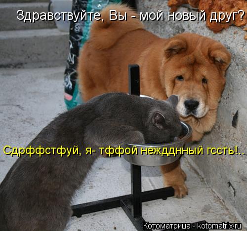 Котоматрица: Здравствуйте, Вы - мой новый друг? Сдрффстфуй, я- тффой неждднный гссть!..