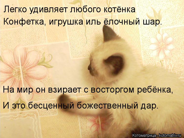 Котоматрица: Легко удивляет любого котёнка   Конфетка, игрушка иль ёлочный шар.   На мир он взирает с восторгом ребёнка,   И это бесценный божественный дар