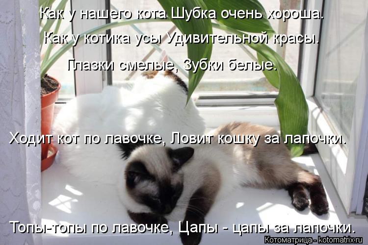 Котоматрица: Как у нашего кота Шубка очень хороша.    Как у котика усы Удивительной красы.    Глазки смелые, Зубки белые.    Топы-топы по лавочке, Цапы - цапы з