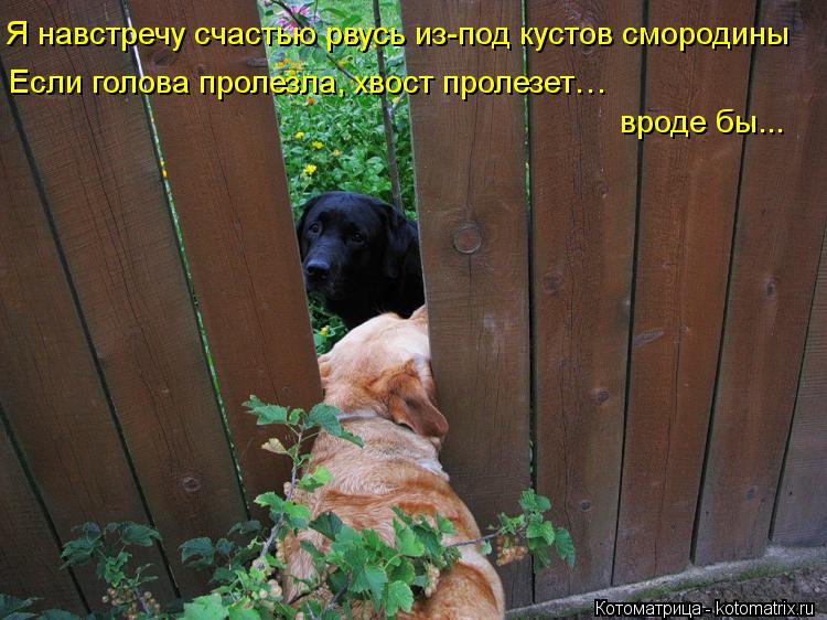 Котоматрица: Я навстречу счастью рвусь из-под кустов смородины Если голова пролезла, хвост пролезет…  вроде бы...