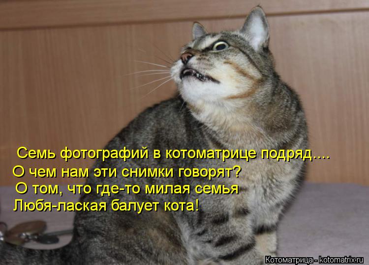 Семь фотографий в котоматрице подряд.... О чем нам эти снимки говорят? О том, что где-то милая семья ... Котоматрица: Семь фотографий в котоматрице подряд.... О чем нам эти снимки говорят? О том, что где-то милая семья Любя-лаская балует кота!