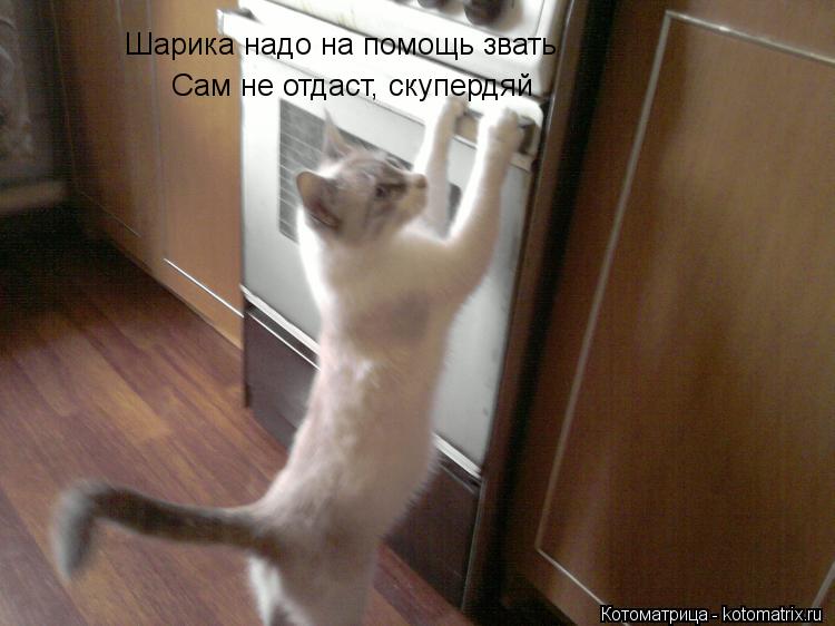 Котоматрица: Шарика надо на помощь звать Сам не отдаст, скупердяй
