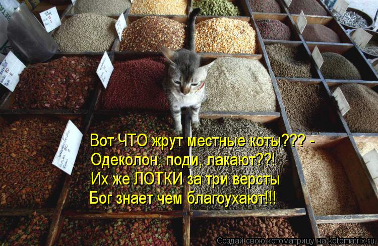 Котоматрица: Вот ЧТО жрут местные коты??? - Одеколон, поди, лакают??! Их же ЛОТКИ за три версты Бог знает чем благоухают!!!
