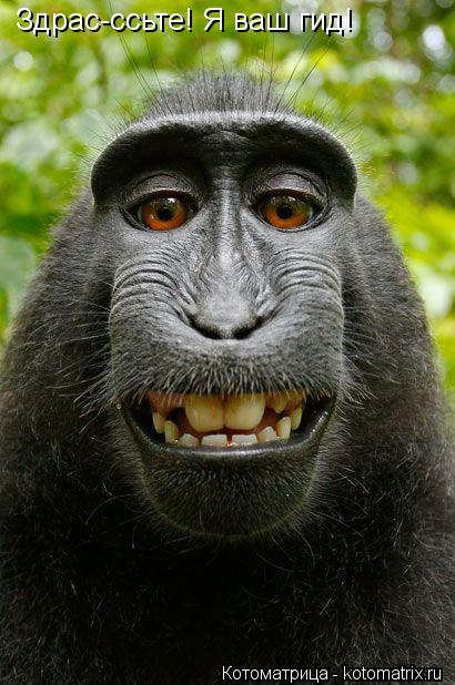 Здрас-ссьте! Я ваш гид!... Котоматрица: Здрас-ссьте! Я ваш гид!