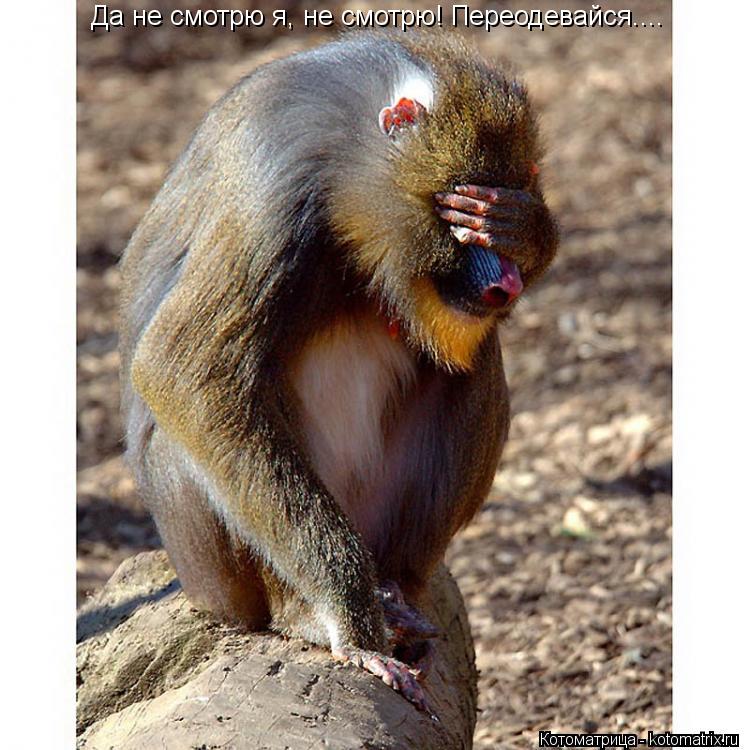 Котоматрица: Да не смотрю я, не смотрю! Переодевайся....