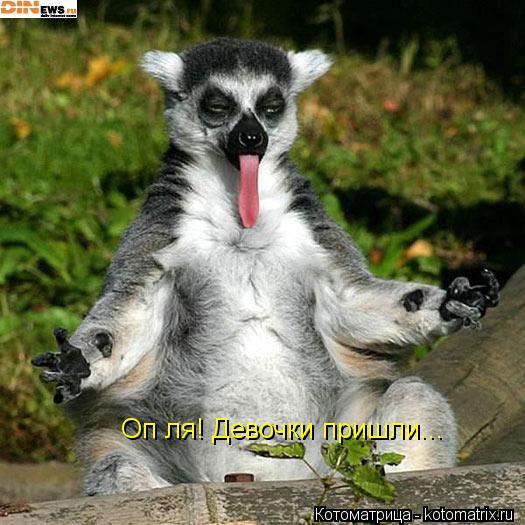 Котоматрица: Оп ля! Девочки пришли...