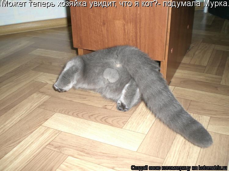 Котоматрица: Может теперь хозяйка увидит, что я кот?- подумала Мурка.