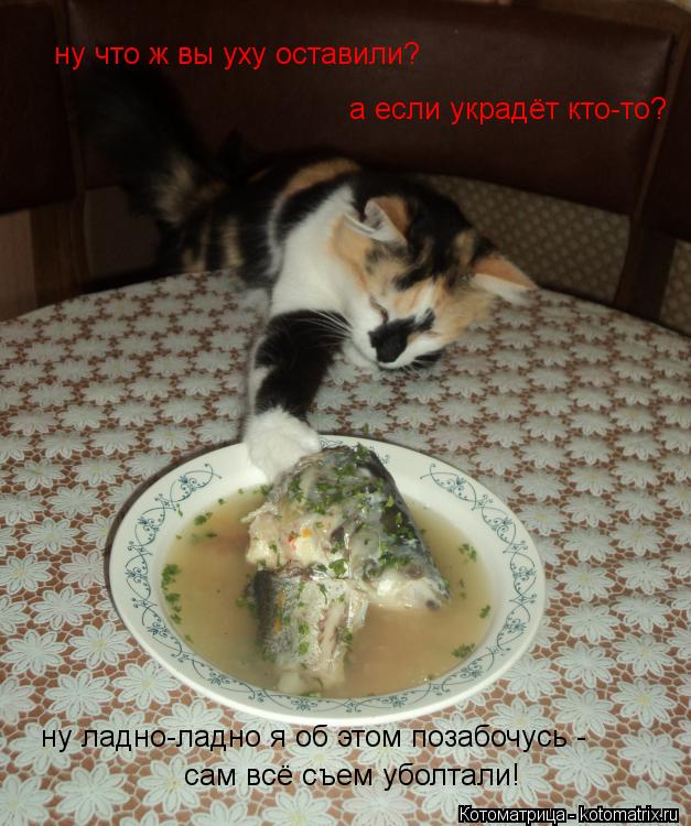 ну что ж вы уху оставили? а если украдёт кто-то? ну ладно-ладно я об этом позабочусь - сам всё съем у... Котоматрица: ну что ж вы уху оставили? а если украдёт кто-то? ну ладно-ладно я об этом позабочусь - сам всё съем уболтали!