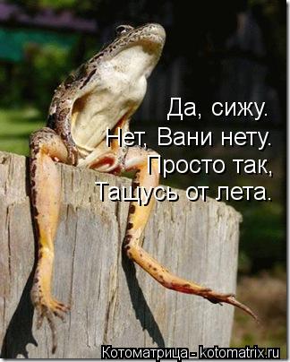 Котоматрица: Да, сижу. Нет, Вани нету. Просто так, Тащусь от лета.