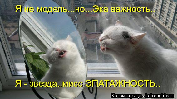 Котоматрица: Я не модель...но...Эка важность.. Я - звезда..мисс ЭПАТАЖНОСТЬ..