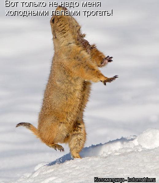 Котоматрица: Вот только не надо меня  холодными лапами трогать!