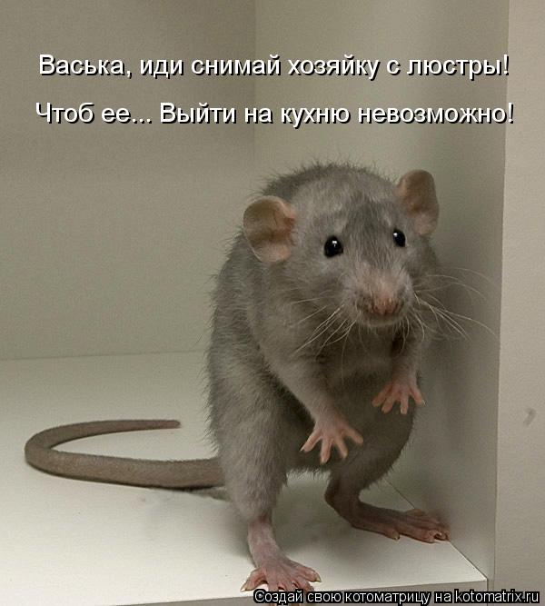 Котоматрица: Васька, иди снимай хозяйку с люстры! Чтоб ее... Выйти на кухню невозможно!