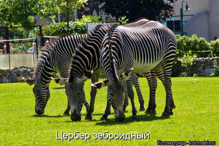 Котоматрица: Цербер зеброидный