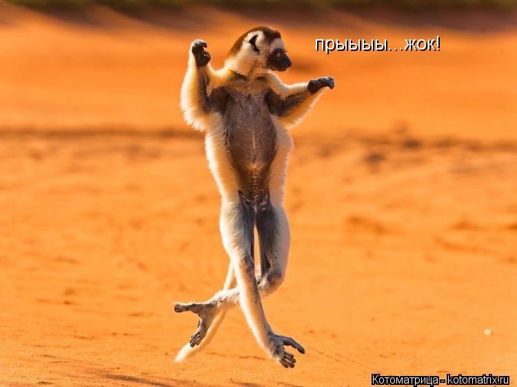 Котоматрица: ебать!!!! прыыыы...жок!