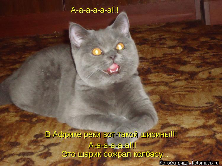 Котоматрица: А-а-а-а-а-а!!! В Африке реки вот-такой ширины!!! А-а-а-а-а-а!!! Это шарик сожрал колбасу...