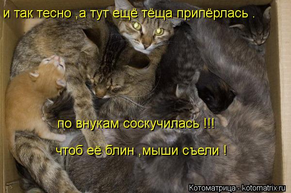 и так тесно ,а тут ещё тёща припёрлась . по внукам соскучилась !!! чтоб её блин ,мыши съели !... Котоматрица: и так тесно ,а тут ещё тёща припёрлась . по внукам соскучилась !!! чтоб её блин ,мыши съели !