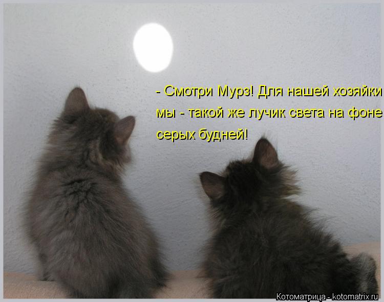 Котоматрица: - Смотри Мурз! Для нашей хозяйки мы - такой же лучик света на фоне серых будней!