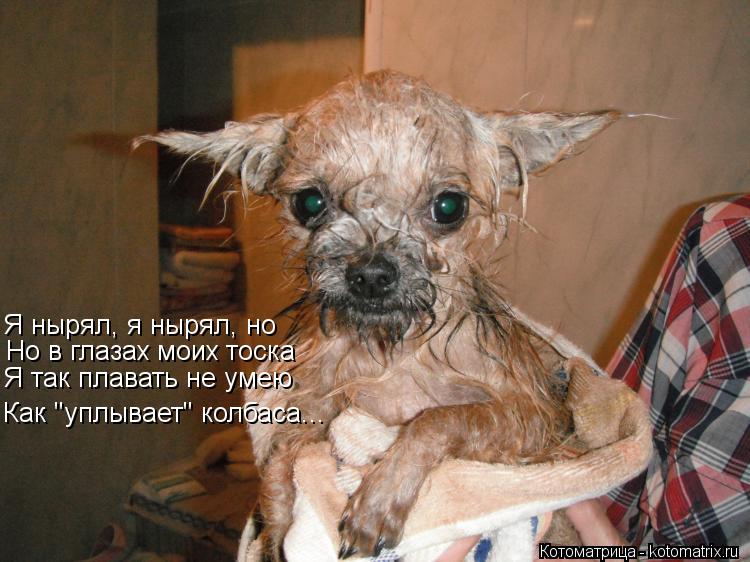 Котоматрица: Я нырял, я нырял, но Но в глазах моих тоска Я так плавать не умею Как "уплывает" колбаса...