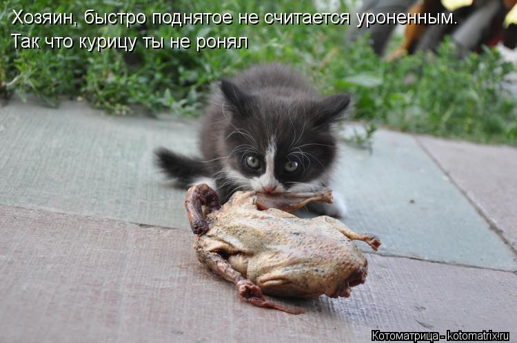 Котоматрица: Хозяин, быстро поднятое не считается уроненным. Так что курицу ты не ронял