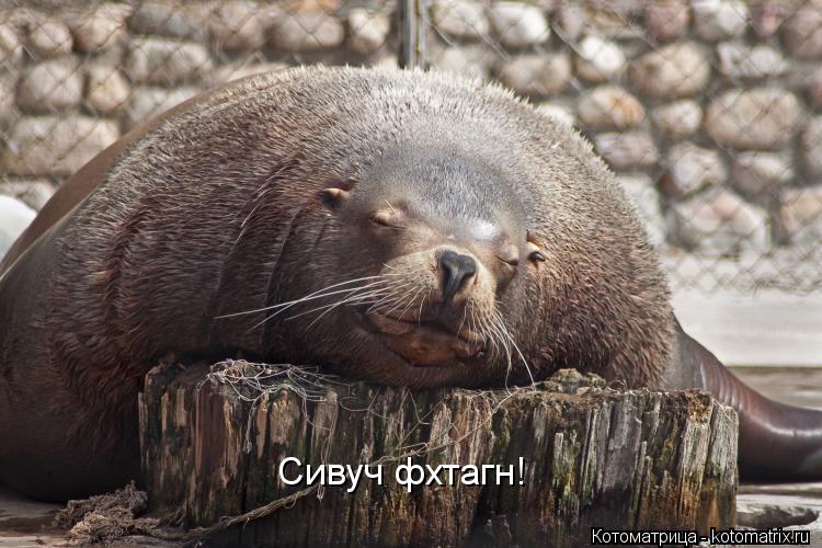 Котоматрица: Сивуч фхтагн!