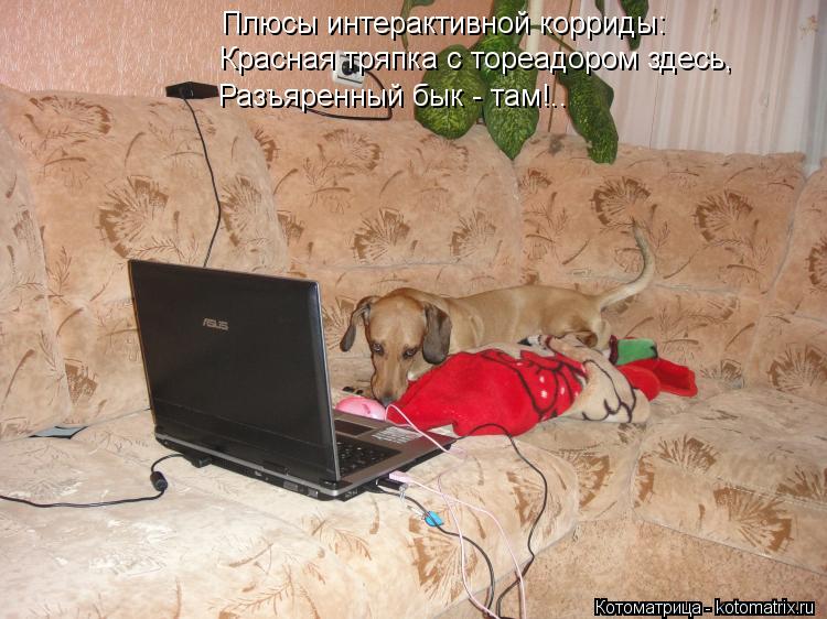 Котоматрица: Плюсы интерактивной корриды: Красная тряпка с тореадором здесь, Разъяренный бык - там!..