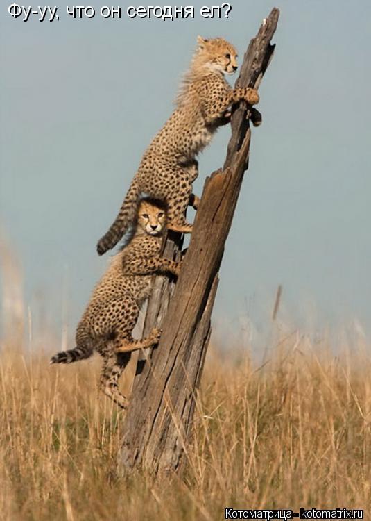 Котоматрица: Фу-уу, что он сегодня ел?