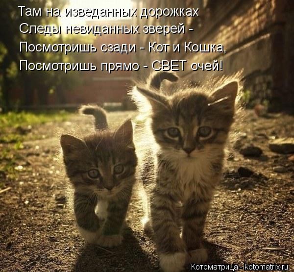 Котоматрица: Там на изведанных дорожках Следы невиданных зверей - Посмотришь сзади - Кот и Кошка, Посмотришь прямо - СВЕТ очей!