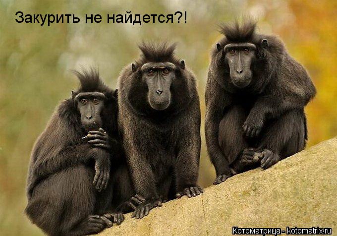 Котоматрица: Закурить не найдется?!