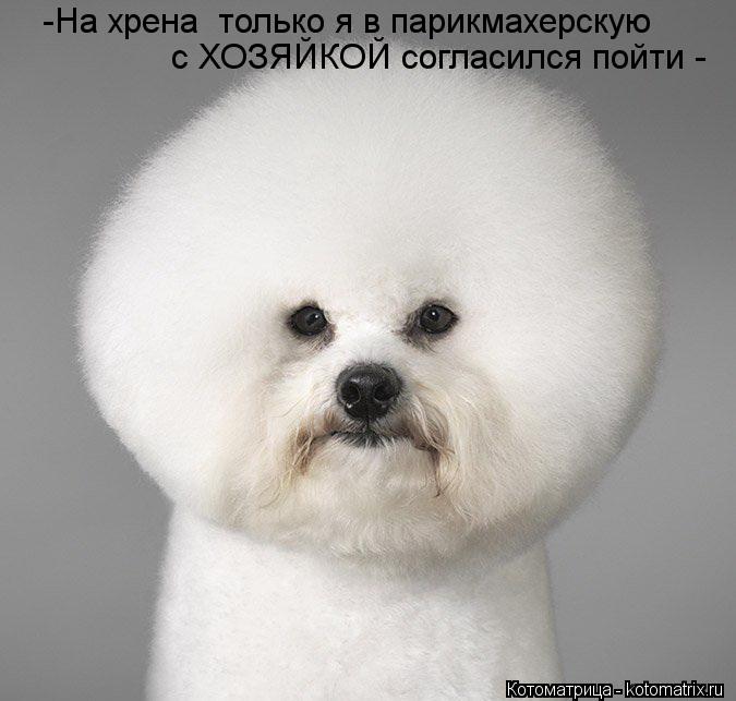 -На хрена только я в парикмахерскую с ХОЗЯЙКОЙ согласился пойти -... Котоматрица: -На хрена только я в парикмахерскую с ХОЗЯЙКОЙ согласился пойти -