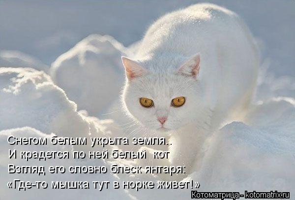 Котоматрица: Снегом белым укрыта земля.. И крадется по ней белый  кот Взгляд его словно блеск янтаря: «Где-то мышка тут в норке живет!»