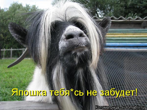 Котоматрица: Япошка тебя*сь не забудет!