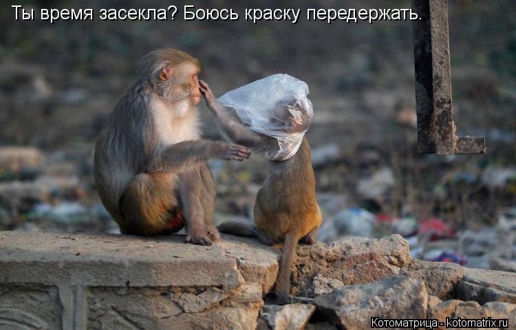 Котоматрица: Ты время засекла? Боюсь краску передержать.