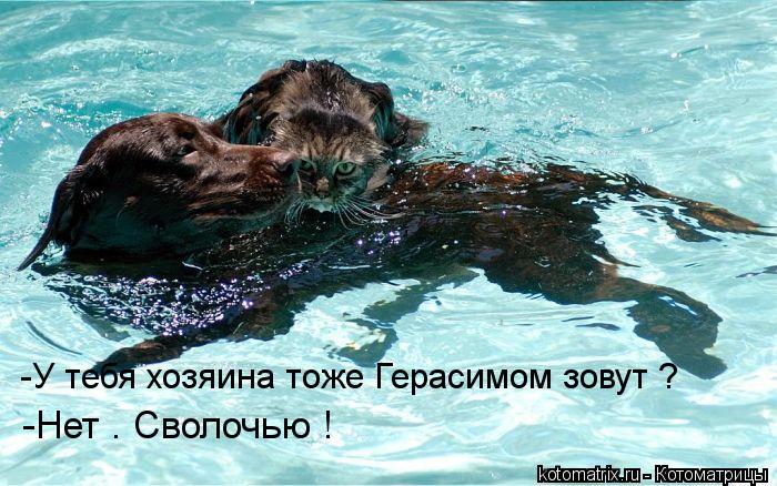 -У тебя хозяина тоже Герасимом зовут ? -Нет . Сволочью !... Котоматрица: -У тебя хозяина тоже Герасимом зовут ? -Нет . Сволочью !