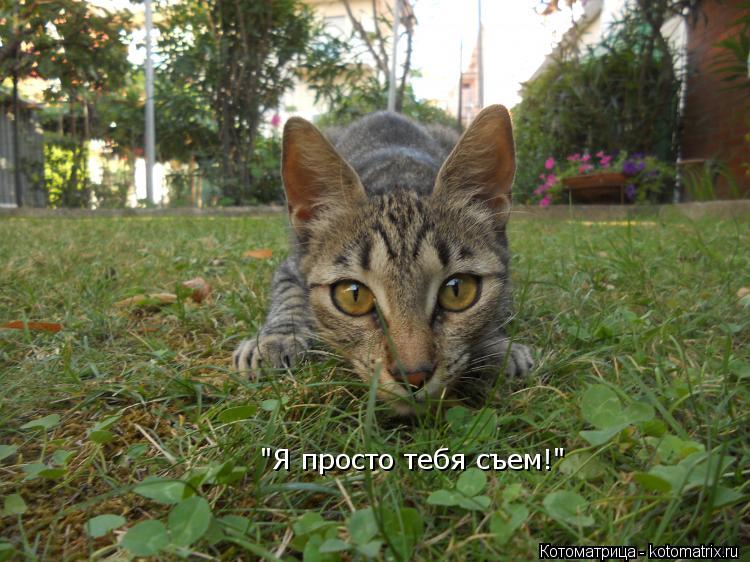 "Я просто тебя съем!"... Котоматрица: "Я просто тебя съем!"