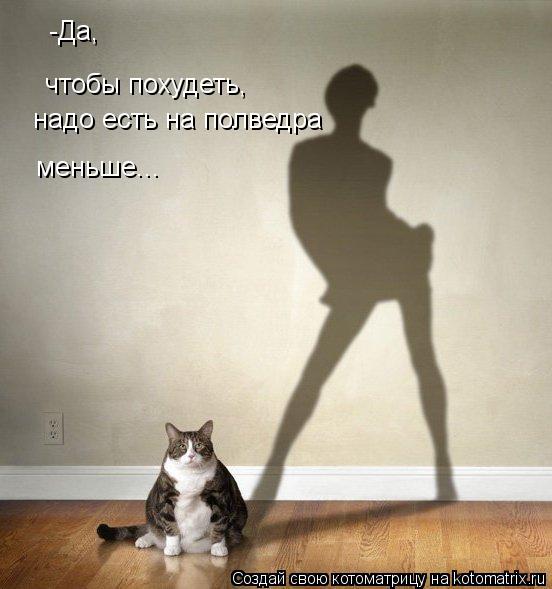 Котоматрица: -Да, чтобы похудеть, надо есть на полведра меньше...