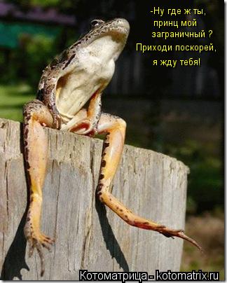 Котоматрица: -Ну где ж ты, принц мой Приходи поскорей, заграничный ? я жду тебя!