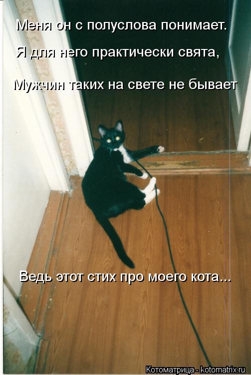 Котоматрица: Меня он с полуслова понимает.    Я для него практически свята,    Мужчин таких на свете не бывает    Ведь этот стих про моего кота...