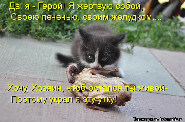 Котоматрица: Хочу, Хозяин, чтоб остался ты живой- Поэтому украл я эту утку! Да, я - Герой! Я жертвую собой, Своею печенью, своим желудком....