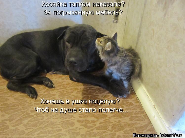 Котоматрица: Хозяйка тапком наказала? За погрызанную мебель? Хочешь в ушко поцелую? Чтоб на душе стало полегче...