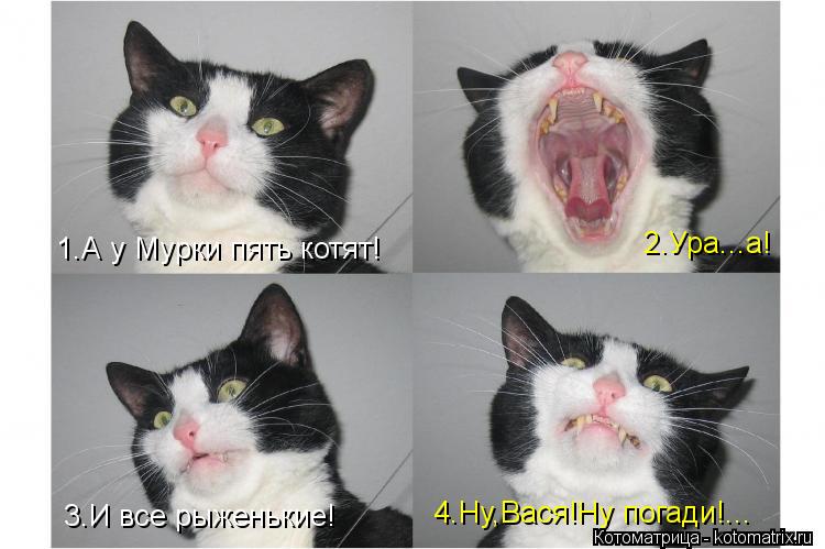 Котоматрица: 1.А у Мурки пять котят! 2.Ура...а! 3.И все рыженькие! 4.Ну,Вася!Ну погади!...