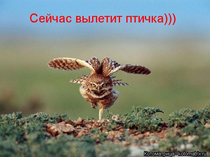 Сейчас вылетит птичка)))... Котоматрица: Сейчас вылетит птичка)))