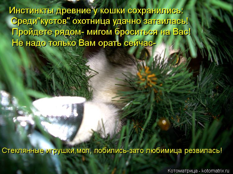 Инстинкты древние у кошки сохранились: Среди"кустов" охотница удачно затаилась! Пройдете рядом- мигом... Котоматрица: Инстинкты древние у кошки сохранились: Среди"кустов" охотница удачно затаилась! Пройдете рядом- мигом броситься на Вас! Не надо только Вам о