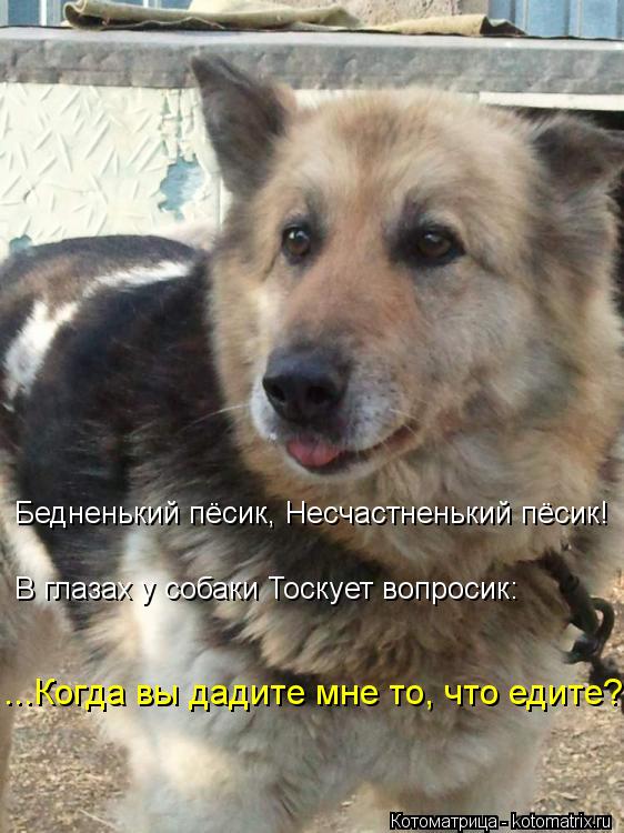 Котоматрица: Бедненький пёсик, Несчастненький пёсик!    В глазах у собаки Тоскует вопросик:     ...Когда вы дадите мне то, что едите?