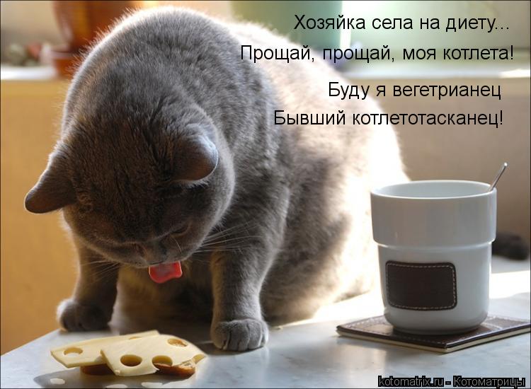 Котоматрица: Хозяйка села на диету... Прощай, прощай, моя котлета! Буду я вегетрианец Бывший котлетотасканец!