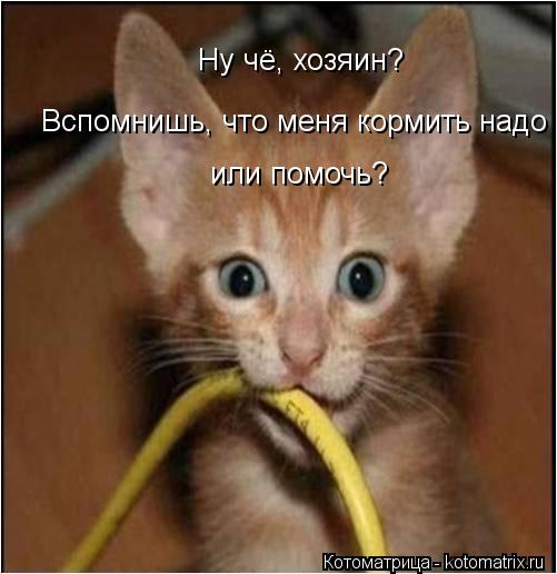 Котоматрица: Ну чё, хозяин?  Вспомнишь, что меня кормить надо  или помочь?