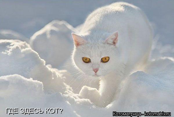 Котоматрица: ГДЕ ЗДЕСЬ КОТ?