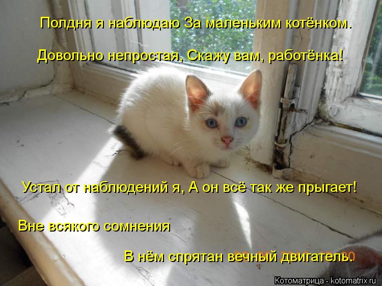 Котоматрица: Полдня я наблюдаю За маленьким котёнком.    Довольно непростая, Скажу вам, работёнка!    Устал от наблюдений я, А он всё так же прыгает!    Вне вс