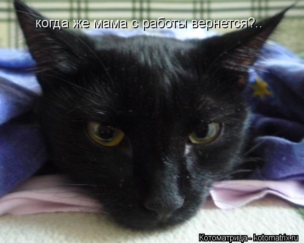 Котоматрица: когда же мама с работы вернется?..