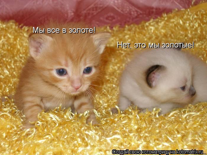 Котоматрица: Мы все в золоте! Нет, это мы золотые!